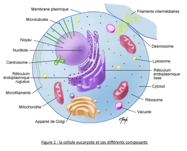 Schéma légendé d’une cellule eucaryote : membrane plasmique, noyau et nucléole, centrosome, microtubules, microfilaments et filaments intermédiaires, réticulum endoplasmique rugueux et lisse, appareil de Golgi, mitochondries, ribosomes, lysosome, vacuole, cytosol et desmosome.