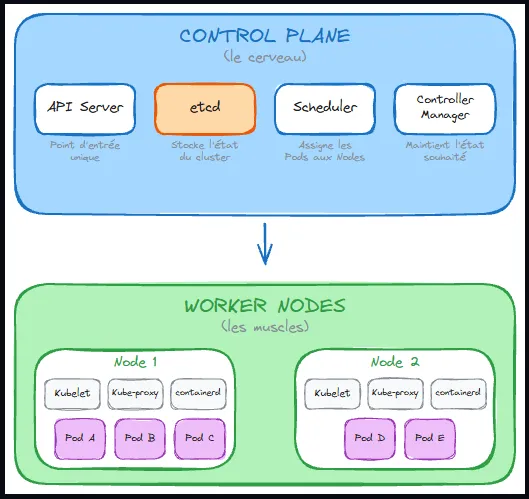 Schéma de l’architecture Kubernetes. En haut, le control plane (le cerveau) avec quatre composants : API Server (point d’entrée unique), etcd (stocke l’état du cluster), Scheduler (assigne les Pods aux Nodes) et Controller Manager (maintient l’état souhaité). En bas, les worker nodes (les muscles) : deux nodes, chacun avec Kubelet, Kube-proxy et containerd, qui exécutent des Pods.